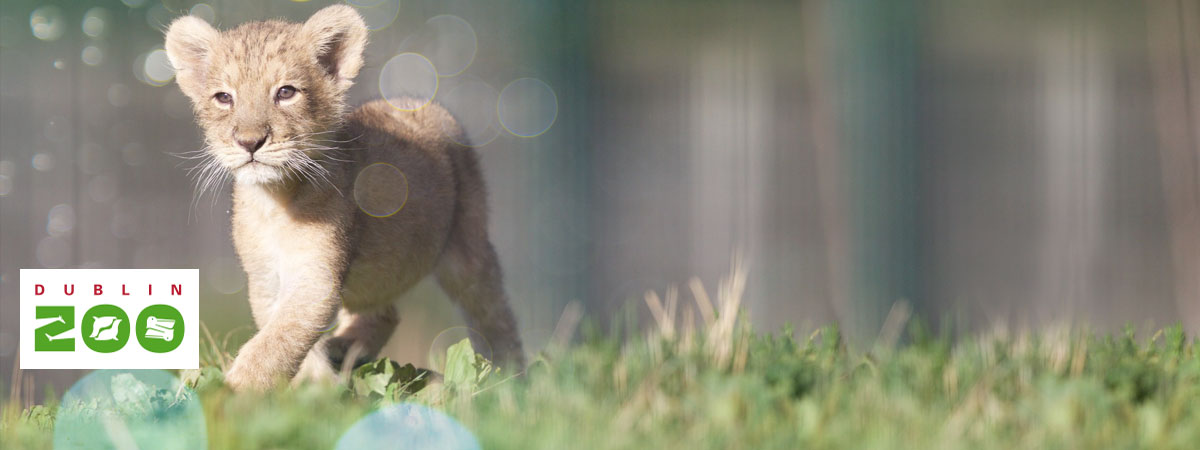 20% off Dublin Zoo